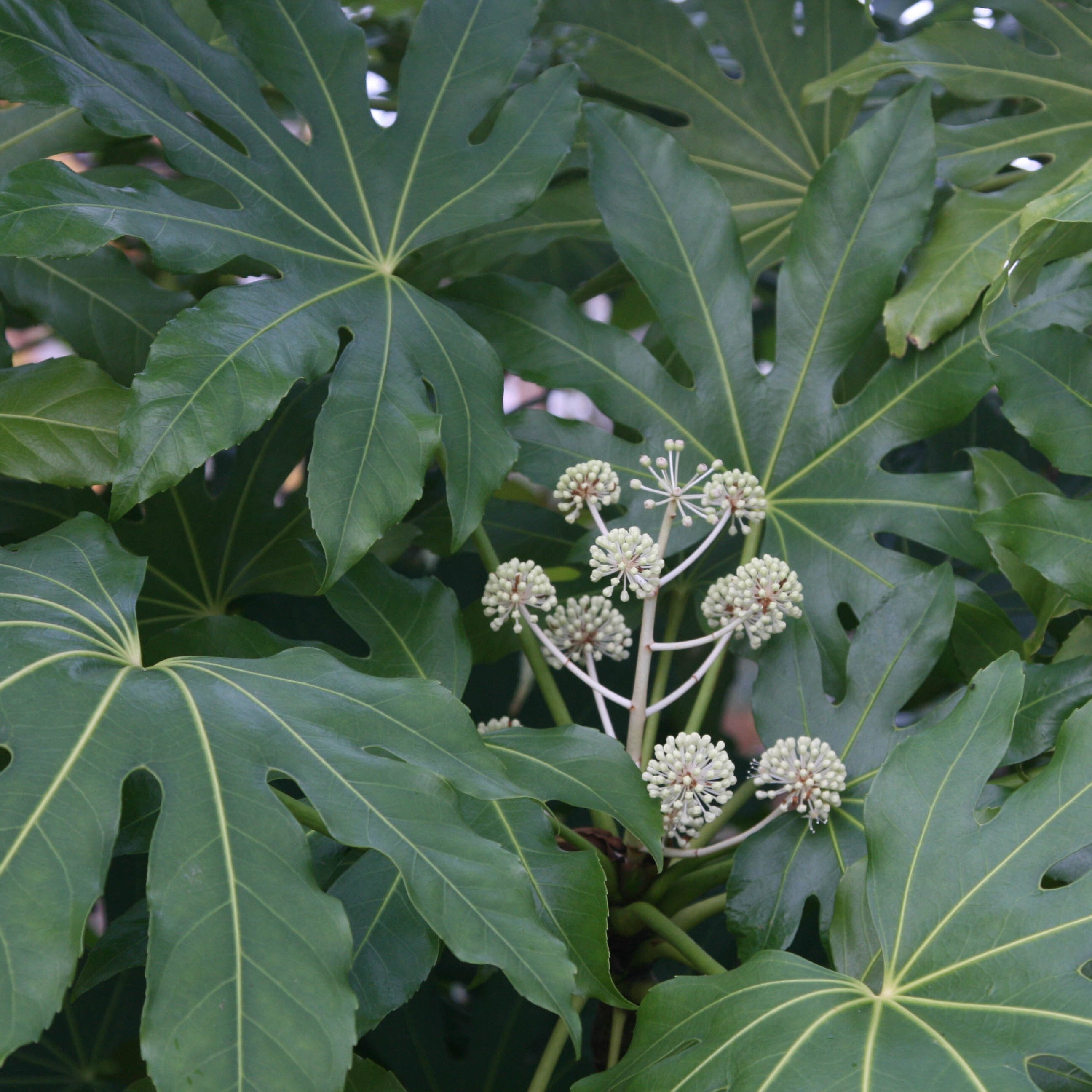 Photo Fatsia Japanese breeding and care at home 32 Photo Fatsia Japanese breeding and care at home 49